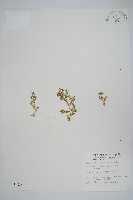 姬卷柏藏品圖，第1張