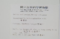 姬卷柏藏品圖，第2張