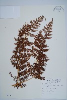 魚鱗蕨藏品圖，第1張