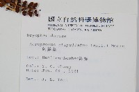 魚鱗蕨藏品圖，第2張