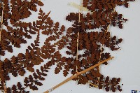 魚鱗蕨藏品圖，第3張