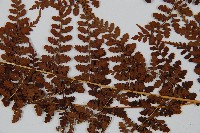 魚鱗蕨藏品圖，第4張