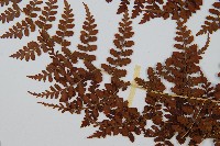 魚鱗蕨藏品圖，第5張