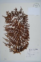 魚鱗蕨藏品圖，第1張