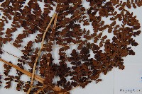 魚鱗蕨藏品圖，第3張