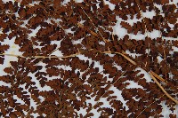 魚鱗蕨藏品圖，第4張