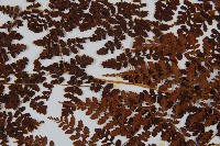 魚鱗蕨藏品圖，第5張