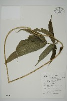 華鳳丫蕨藏品圖，第1張