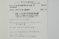 華鳳丫蕨藏品圖，第2張