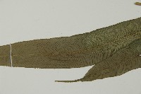 華鳳丫蕨藏品圖，第5張