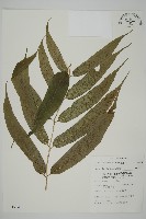 華鳳丫蕨藏品圖，第1張