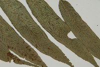 華鳳丫蕨藏品圖，第3張