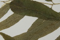 華鳳丫蕨藏品圖，第5張