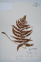 姬蹄蓋蕨藏品圖，第1張