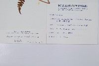 姬蹄蓋蕨藏品圖，第2張