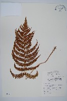 姬蹄蓋蕨藏品圖，第1張