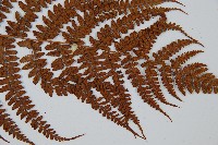 姬蹄蓋蕨藏品圖，第3張