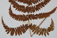 姬蹄蓋蕨藏品圖，第4張