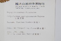 尖葉耳蕨藏品圖，第2張