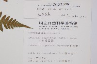 假蹄蓋蕨、東洋蹄蓋蕨藏品圖，第2張
