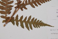 假蹄蓋蕨、東洋蹄蓋蕨藏品圖，第3張