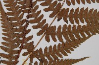 假蹄蓋蕨、東洋蹄蓋蕨藏品圖，第4張