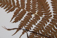 假蹄蓋蕨、東洋蹄蓋蕨藏品圖，第5張