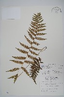 密腺副金星蕨藏品圖，第1張