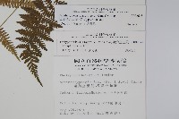 密腺副金星蕨藏品圖，第2張