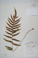 栗柄副金星蕨藏品圖，第1張