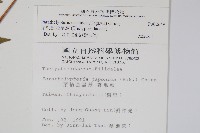 栗柄副金星蕨藏品圖，第2張