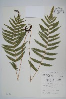 栗柄副金星蕨藏品圖，第1張