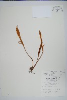 玉山石葦藏品圖，第1張