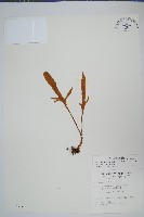 玉山石葦藏品圖，第1張