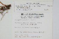 玉山石葦藏品圖，第2張