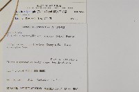 南投三叉蕨藏品圖，第2張