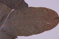 南投三叉蕨藏品圖，第3張