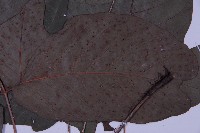 南投三叉蕨藏品圖，第4張