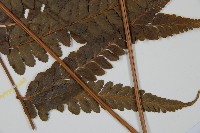 羽葉鱗蓋蕨藏品圖，第3張