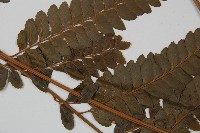 羽葉鱗蓋蕨藏品圖，第4張