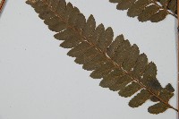 羽葉鱗蓋蕨藏品圖，第5張