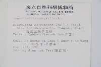 羽葉鱗蓋蕨藏品圖，第2張