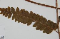 羽葉鱗蓋蕨藏品圖，第3張