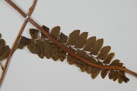 羽葉鱗蓋蕨藏品圖，第4張