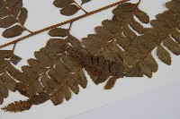 羽葉鱗蓋蕨藏品圖，第3張