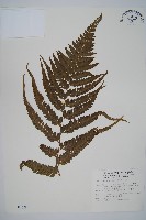 羽葉鱗蓋蕨藏品圖，第1張