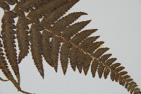 羽葉鱗蓋蕨藏品圖，第3張