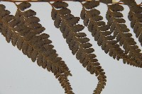 羽葉鱗蓋蕨藏品圖，第4張