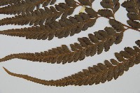 羽葉鱗蓋蕨藏品圖，第5張