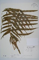 大葉毛蕨藏品圖，第1張